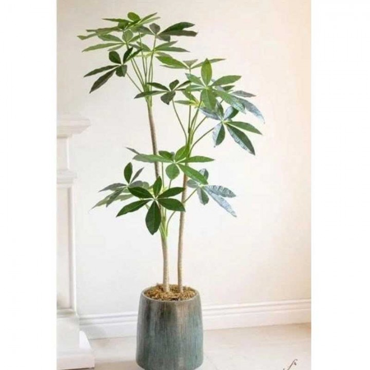 Cây Kim Ngân Giả Trang Trí – Đẹp Như Thật, Thu Hút Tài Lộc